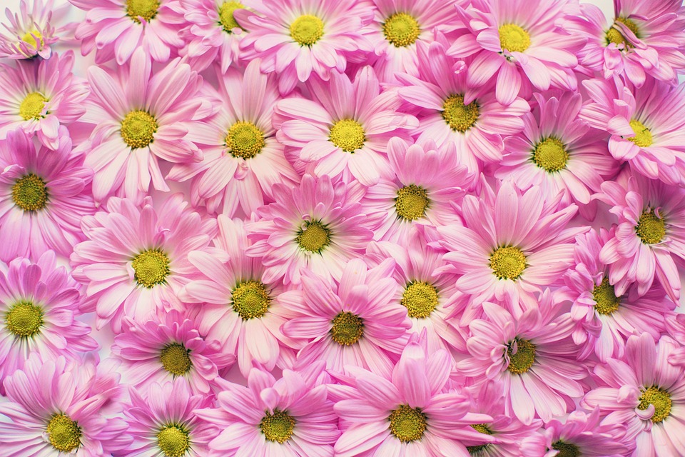 Leuke Boompjes Voor In De Tuin